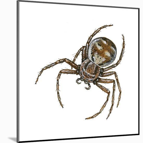 Elegant Crab Spider (Xysticus Elegans), Arachnids-Encyclopaedia Britannica-Mounted Poster
