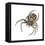 Elegant Crab Spider (Xysticus Elegans), Arachnids-Encyclopaedia Britannica-Framed Stretched Canvas