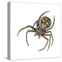 Elegant Crab Spider (Xysticus Elegans), Arachnids-Encyclopaedia Britannica-Stretched Canvas