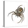 Elegant Crab Spider (Xysticus Elegans), Arachnids-Encyclopaedia Britannica-Stretched Canvas