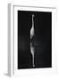 Elegant Egret I-David Drost-Framed Photographic Print