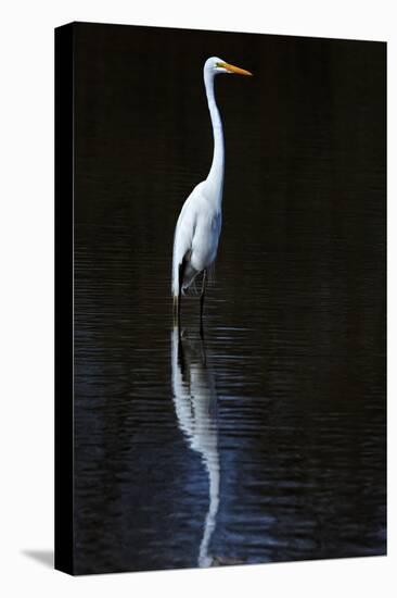 Elegant Egret II-David Drost-Stretched Canvas