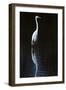 Elegant Egret II-David Drost-Framed Photographic Print