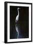 Elegant Egret II-David Drost-Framed Photographic Print