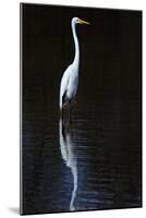 Elegant Egret II-David Drost-Mounted Photographic Print