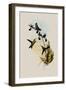 Elegant Erythronote, Erythronota Elegans-John Gould-Framed Giclee Print