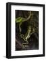 Elegant Harlequin Frog, Choco Region, Ecuador-Pete Oxford-Framed Photographic Print