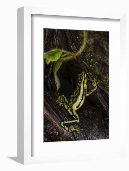 Elegant Harlequin Frog, Choco Region, Ecuador-Pete Oxford-Framed Photographic Print