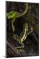 Elegant Harlequin Frog, Choco Region, Ecuador-Pete Oxford-Mounted Photographic Print