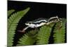 Elegant Harlequin Frog, Choco Region, Ecuador-Pete Oxford-Mounted Photographic Print
