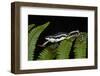 Elegant Harlequin Frog, Choco Region, Ecuador-Pete Oxford-Framed Photographic Print