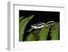 Elegant Harlequin Frog, Choco Region, Ecuador-Pete Oxford-Framed Photographic Print