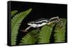 Elegant Harlequin Frog, Choco Region, Ecuador-Pete Oxford-Framed Stretched Canvas