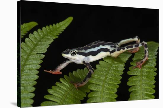 Elegant Harlequin Frog, Choco Region, Ecuador-Pete Oxford-Stretched Canvas