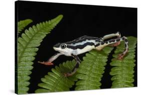 Elegant Harlequin Frog, Choco Region, Ecuador-Pete Oxford-Stretched Canvas