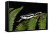 Elegant Harlequin Frog, Choco Region, Ecuador-Pete Oxford-Framed Stretched Canvas