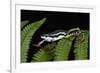 Elegant Harlequin Frog, Choco Region, Ecuador-Pete Oxford-Framed Photographic Print