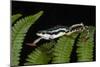 Elegant Harlequin Frog, Choco Region, Ecuador-Pete Oxford-Mounted Photographic Print