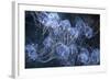 Elegant Hydromedusa Jellyfish-null-Framed Photographic Print