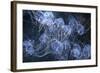 Elegant Hydromedusa Jellyfish-null-Framed Photographic Print