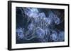 Elegant Hydromedusa Jellyfish-null-Framed Photographic Print