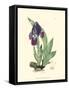 Elegant Iris I-Samuel Curtis-Framed Stretched Canvas