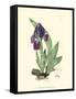 Elegant Iris I-Samuel Curtis-Framed Stretched Canvas