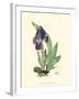 Elegant Iris I-Samuel Curtis-Framed Art Print