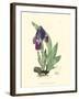 Elegant Iris I-Samuel Curtis-Framed Art Print