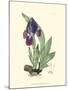 Elegant Iris I-Samuel Curtis-Mounted Art Print