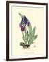 Elegant Iris I-Samuel Curtis-Framed Art Print