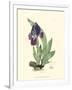 Elegant Iris I-Samuel Curtis-Framed Art Print