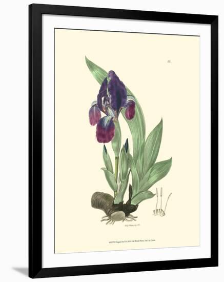 Elegant Iris I-Samuel Curtis-Framed Art Print