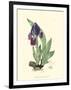 Elegant Iris I-Samuel Curtis-Framed Art Print