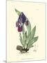 Elegant Iris I-Samuel Curtis-Mounted Art Print