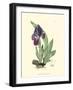 Elegant Iris I-Samuel Curtis-Framed Art Print