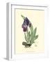 Elegant Iris I-Samuel Curtis-Framed Art Print