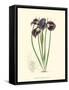 Elegant Iris II-Samuel Curtis-Framed Stretched Canvas