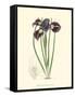 Elegant Iris II-Samuel Curtis-Framed Stretched Canvas