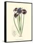 Elegant Iris II-Samuel Curtis-Framed Stretched Canvas