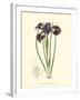Elegant Iris II-Samuel Curtis-Framed Art Print