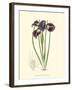 Elegant Iris II-Samuel Curtis-Framed Art Print