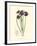 Elegant Iris II-Samuel Curtis-Framed Art Print