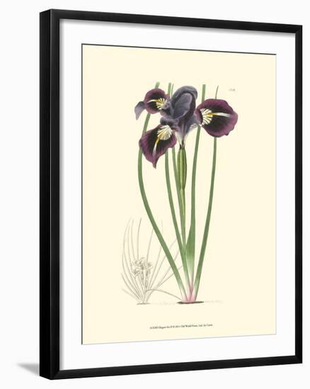 Elegant Iris II-Samuel Curtis-Framed Art Print