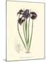 Elegant Iris II-Samuel Curtis-Mounted Art Print