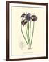 Elegant Iris II-Samuel Curtis-Framed Art Print