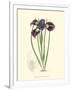 Elegant Iris II-Samuel Curtis-Framed Art Print