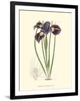 Elegant Iris II-Samuel Curtis-Framed Art Print