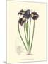 Elegant Iris II-Samuel Curtis-Mounted Art Print