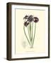 Elegant Iris II-Samuel Curtis-Framed Art Print